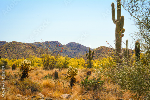 Saguaro Cactus in Arizona Desert with Mountains and Wildlife in Background in Summer