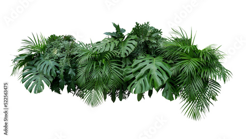 Obraz na plátne Tropical leaves foliage plant bush floral arrangement nature backdrop on transpa