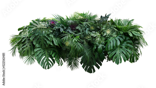 Fotografia Tropical leaves foliage plants bush floral arrangement nature backdrop on transp