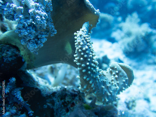 Coral Close Up photo