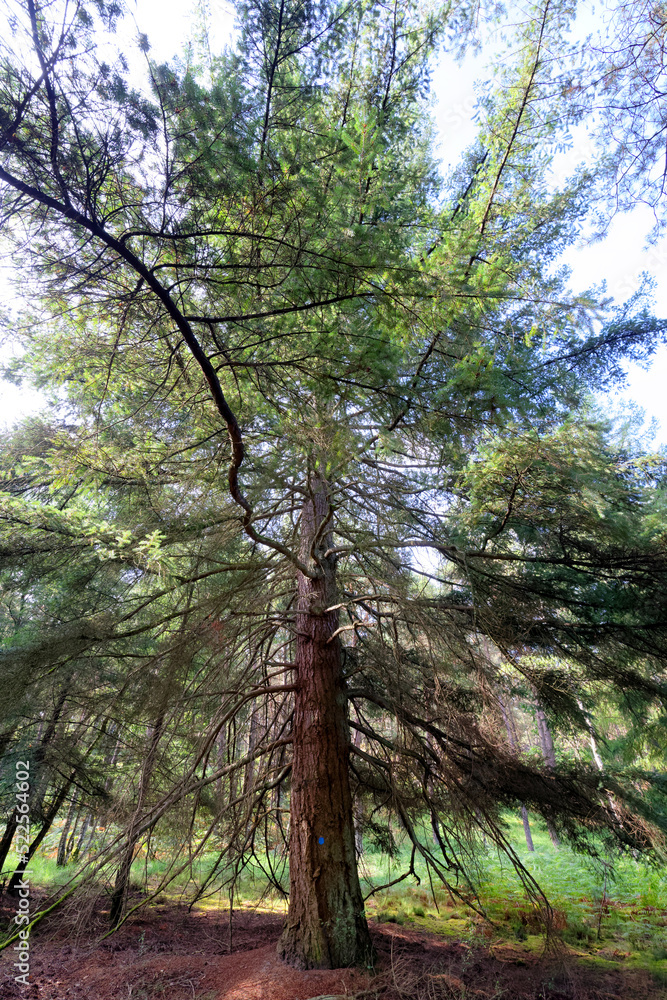 Remarkable tree in the Gorge aux archers. Fontainebleau forest Remarkable tree in the Gorge aux archers. Fontainebleau forest