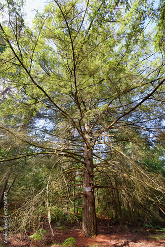 Fototapeta Naklejka Na Ścianę i Meble -  Remarkable tree in the Gorge aux archers. Fontainebleau forest