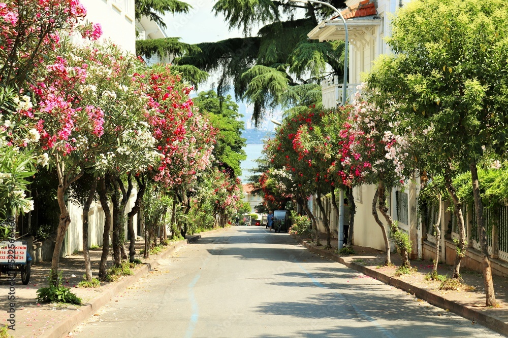  Blooming oleanders along the street of the resort village on the Princes' Islands