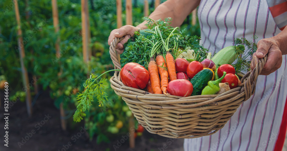 Fototapeta premium Senior woman harvesting vegetables in the garden. Selective focus.