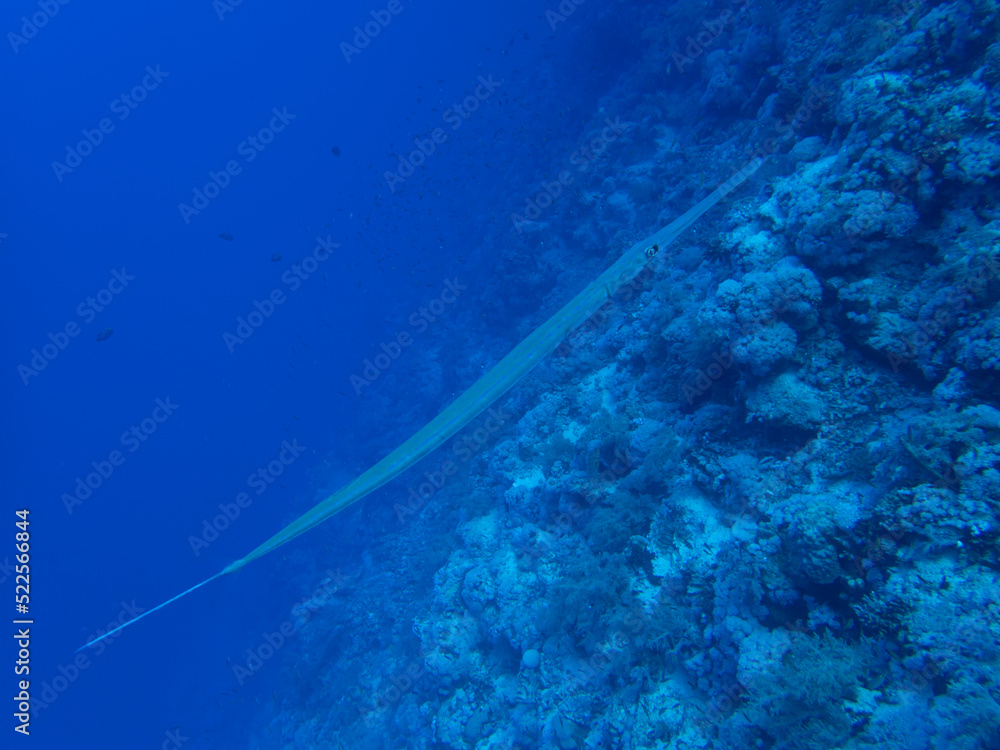 Garfish at a reef in Egypt