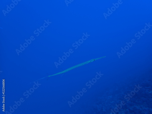 Garfish at a reef in Egypt