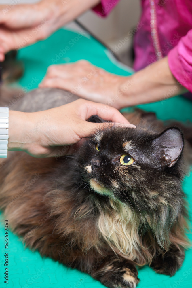 Cat sales shaving machine