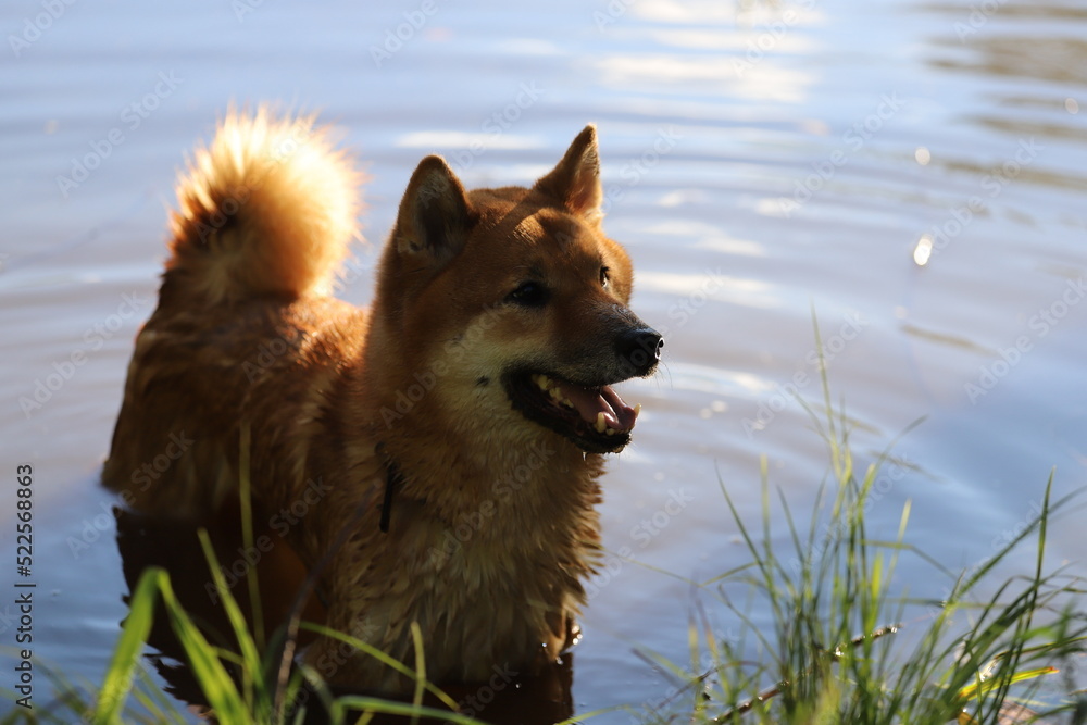 Wet doggie. A dog bathes in a pond in hot weather. Shiba inu after swimming in the lake. The happy look of a four-legged friend.