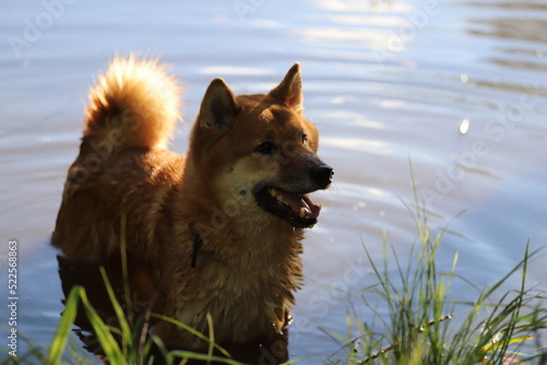 Obraz na płótnie Wet doggie. A dog bathes in a pond in hot weather. Shiba inu after swimming in the lake. The happy look of a four-legged friend. w salonie