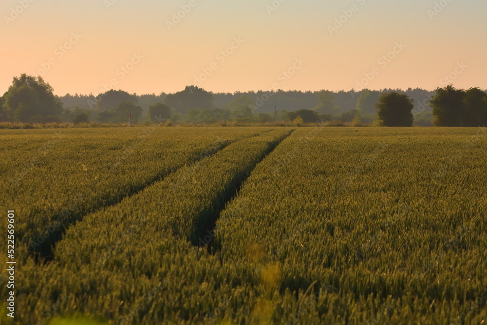 Golden field of wheat at sunset with track running through the crop, in Kent, United Kingdom.