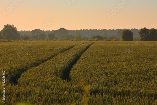 Golden field of wheat at sunset with track running through the crop  in Kent  United Kingdom.