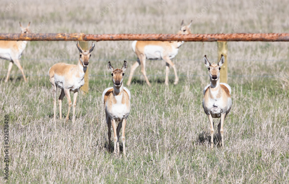 Naklejka premium Antelope on a green grass field during sunny day. Grand Teton National Park, Wyoming, United States of America.