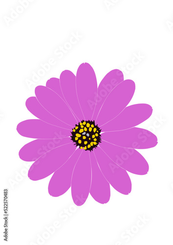 pink gerbera flower