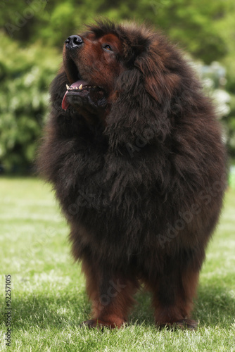 Big tibetan mastiff on the grass outdoor