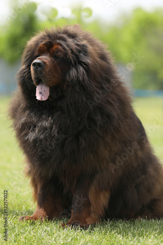 Big tibetan mastiff on the grass outdoor