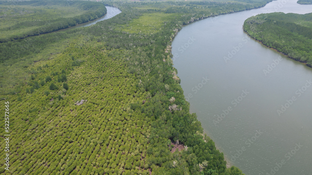 A bird's-eye view of the mangrove forest from a drone. A bird's-eye view of the mangrove forest from a drone.