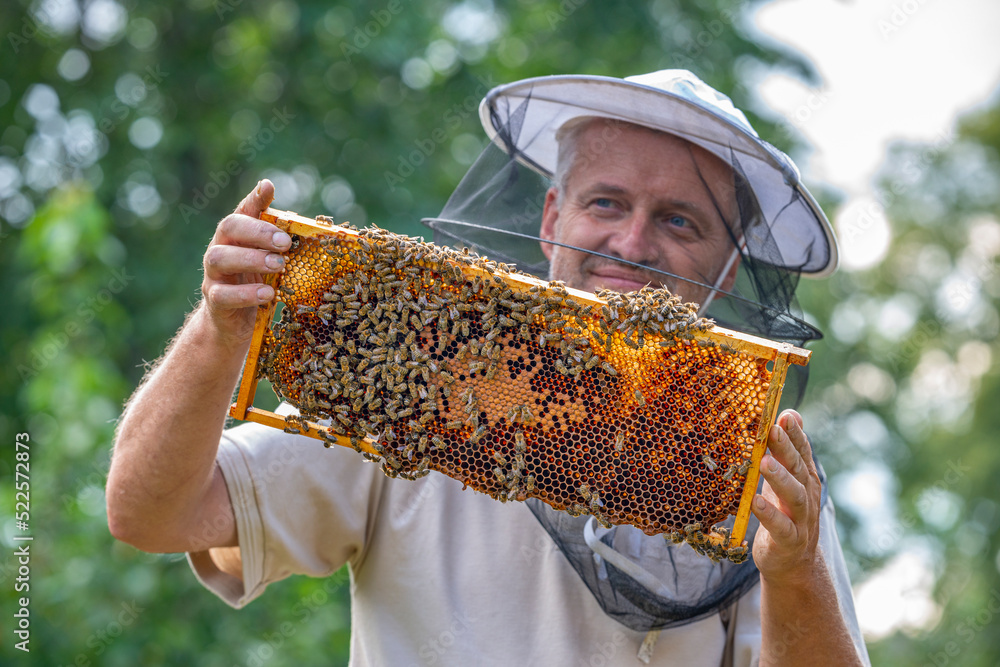 Beekeeper works in a hive - adds bees frame, watching bees - obrazy, fototapety, plakaty 