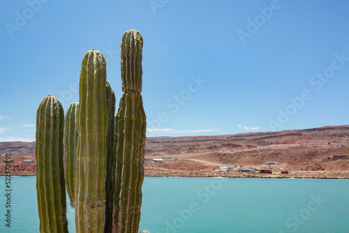 Cactus Trees Overlooking The Sea Of Cortez