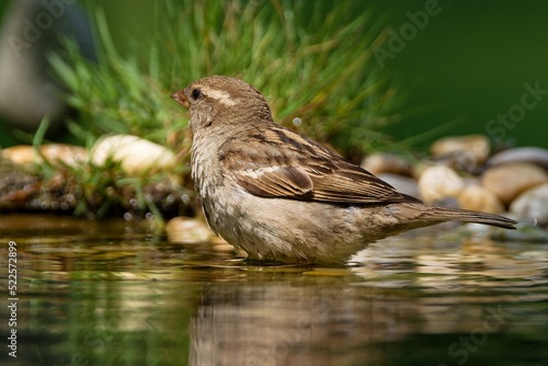 House sparrow, female in the water of the bird watering hole. Czechia.