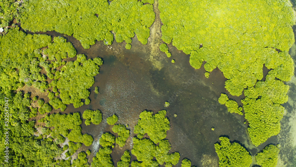 Mangrove green forests with rivers and channels on the tropical island, aerial drone. Mangrove landscape. Mangrove green forests with rivers and channels on the tropical island, aerial drone. Mangrove landscape.