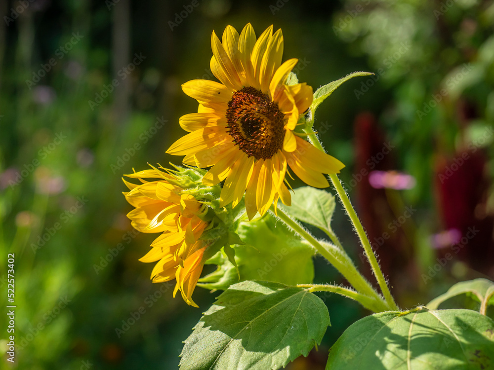 Fototapeta premium Sunflower 34