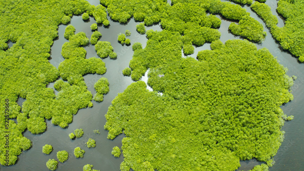 Mangrove trees in the water on a tropical island. An ecosystem in the Philippines, a mangrove forest. Mangrove trees in the water on a tropical island. An ecosystem in the Philippines, a mangrove forest.