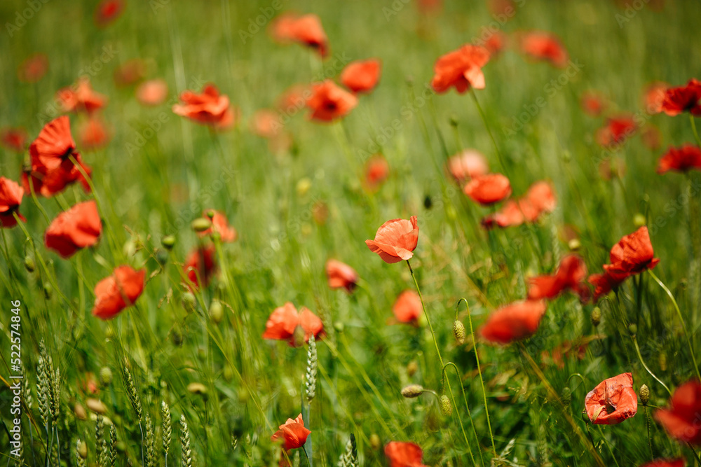 a field of red poppies on a sunny summer day