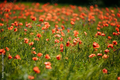 a field of red poppies on a sunny summer day