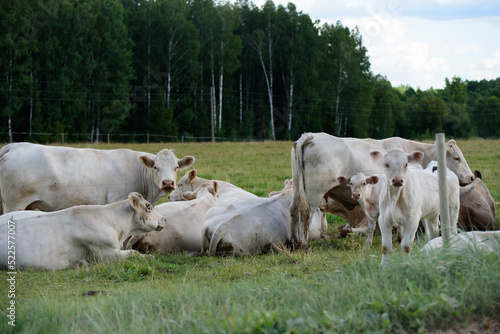white cows in green grass with small calves drinking mother's milk