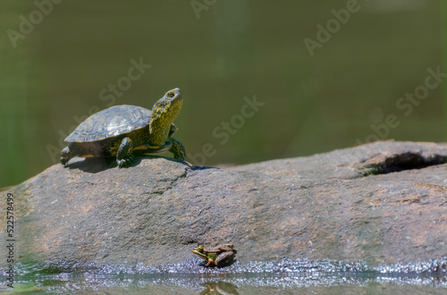 Iberian Pond Turtle (Mauremys leprosa) 
