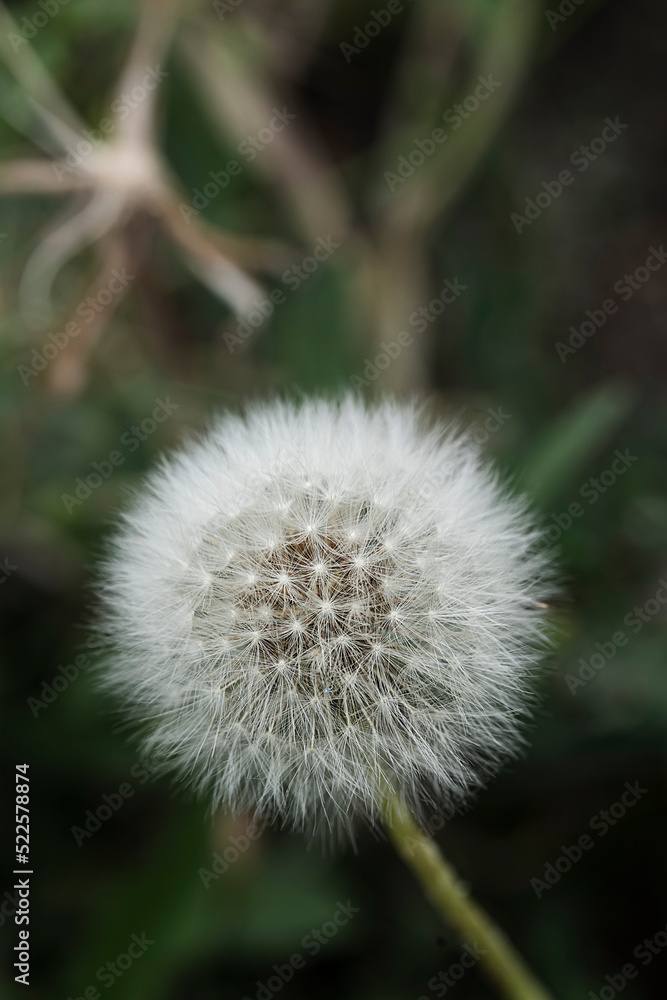 Dandelion seeds close up. Vertical floral background, screensaver, photo wallpaper, postcard, background for stories. High quality photo Dandelion seeds close up. Vertical floral background, screensaver, photo wallpaper, postcard, background for stories. High quality photo