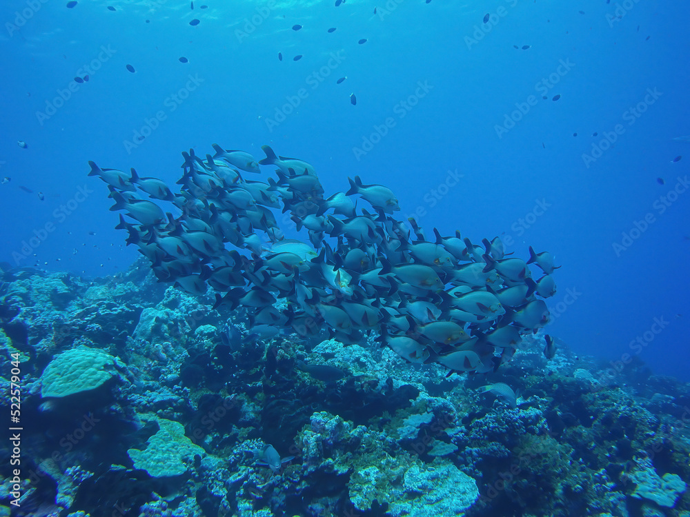 Fototapeta premium Poissons multicouleurs Bora Bora