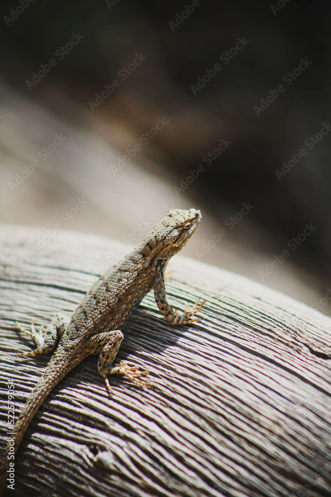 Fototapeta premium lizard on a tree
