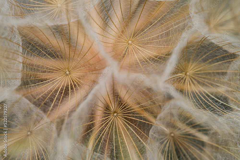 Naklejka premium Dandelion seeds close up. Floral background, screensaver, photo wallpaper, postcard. High quality photo