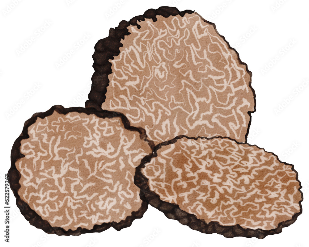Black truffle watercolor drawing Black truffle watercolor drawing