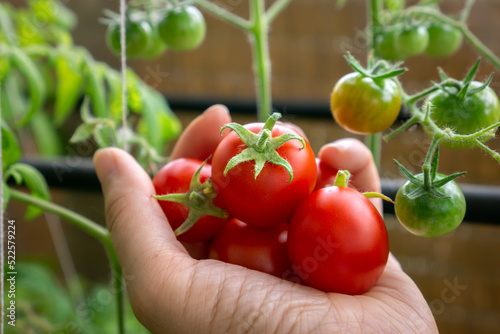 A cherry tomato of the Polish variety 'Maskotka (Solanum Lycopersicum L. Maskotka). Woman's hand picking ripe tomatoes. Selective focus concept.