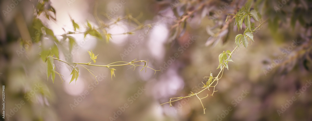 fresh wild vine branches and nice bokeh fresh wild vine branches and nice bokeh