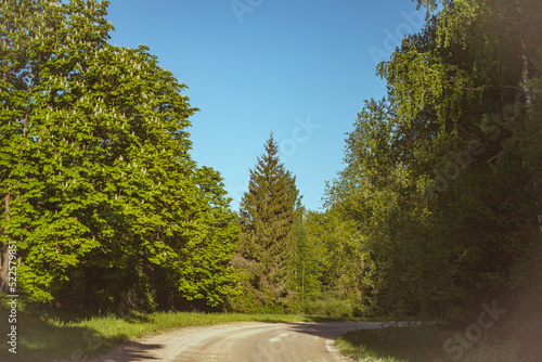 country road Latvia spring, blooming chestnut, transport pathway through forest © Neils