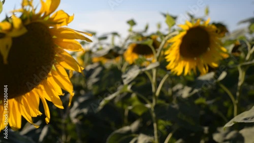 a field of sunflowers in the rays of the sun, swaying in the wind