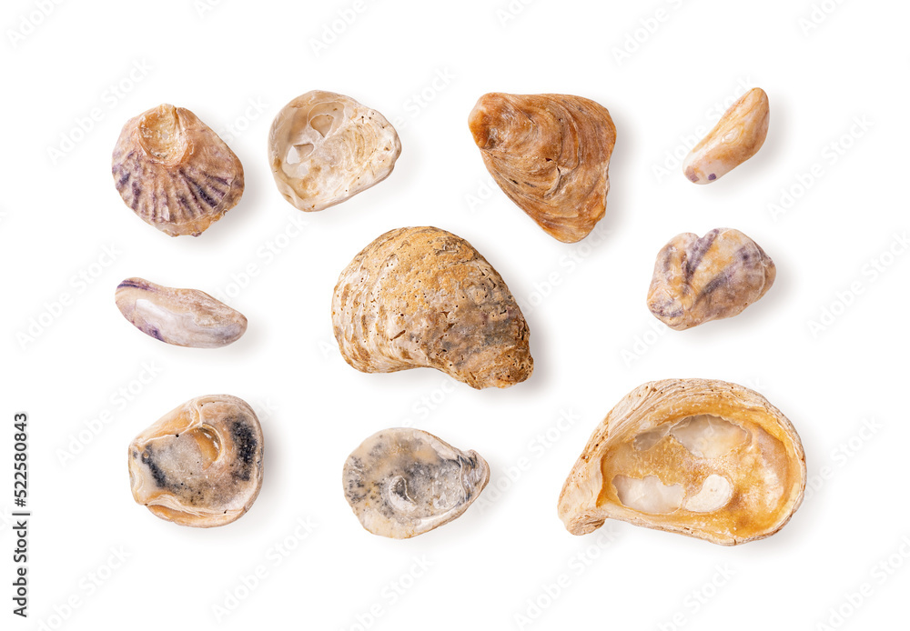 Set of wethered sea shell fragments isolated on a white background. Broken oyster shells made smooth by sea water and sand. Old seashell variety macro. Design element for aquarium concept. Set of wethered sea shell fragments isolated on a white background. Broken oyster shells made smooth by sea water and sand. Old seashell variety macro. Design element for aquarium concept.