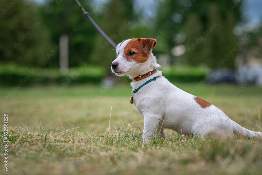 Young beautiful purebred Jack Russell Terrier puppy for a walk in the city playground.