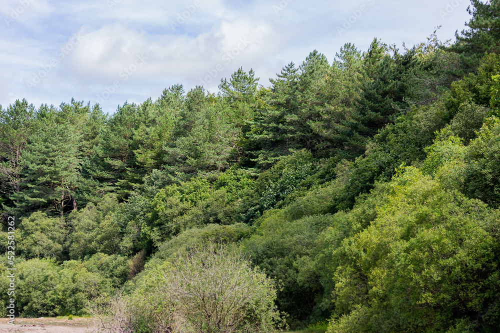 forest and trees forest and trees