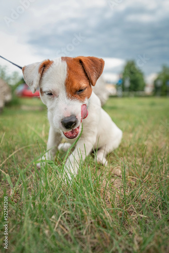 Young beautiful purebred Jack Russell Terrier puppy for a walk in the city playground.