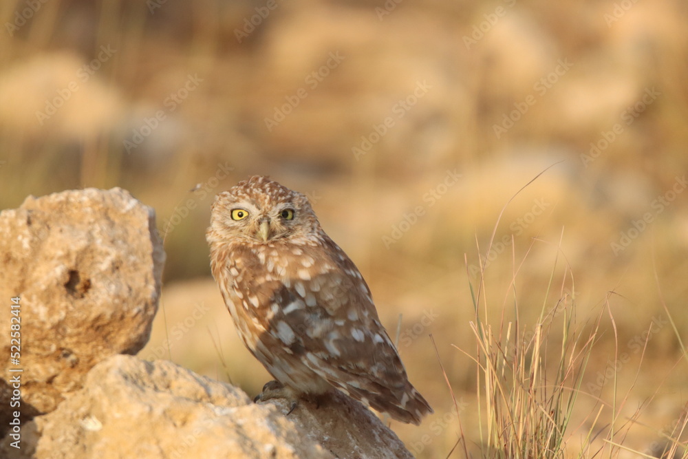 owl owl