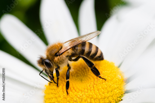 Honey Bee collecting nectar from a daisy