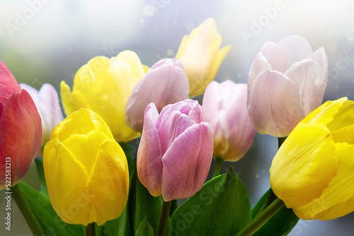 bouquet of tulips on a on a colored blurred background close up