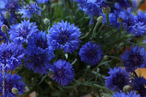 blurred floral background  bouquet of wild blue cornflowers 