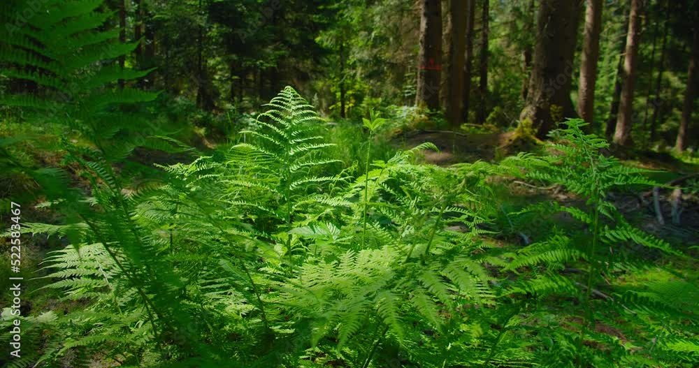 Fern green leaves in front of a pine tree close-up. Plant forest diseases. The breeze sways bush branches. Environmental protection. Earth Day. Fern green leaves in front of a pine tree close-up. Plant forest diseases. The breeze sways bush branches. Environmental protection. Earth Day.