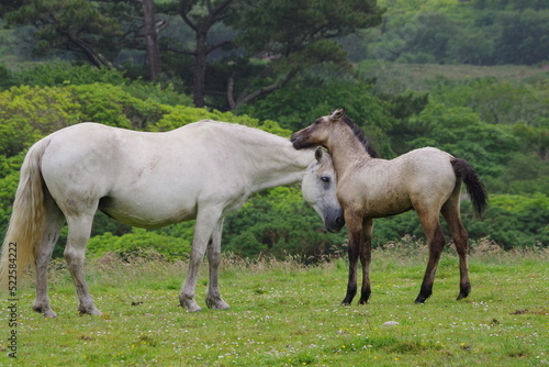 horses in Ireland © vitamaq