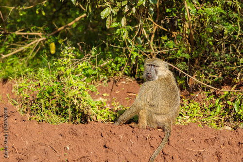 Monkey sitting in natural environment in South Africa